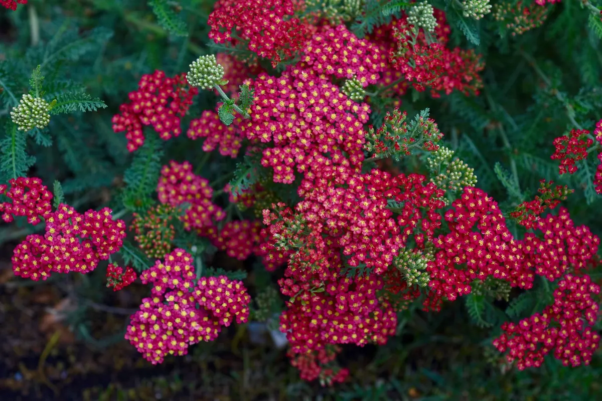 7 Common Yarrow Growing Mistakes (and How to Avoid Them)