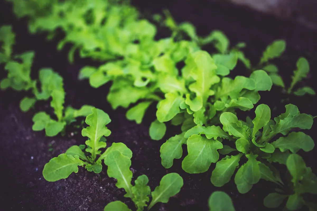 Companion Planting with Herbs: What to Grow Together and What to Avoid