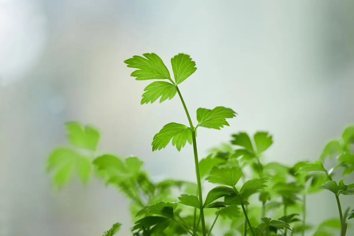 Why Are My Herbs Leggy? Causes and Simple Fixes